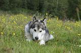 ALASKAN MALAMUTE 434